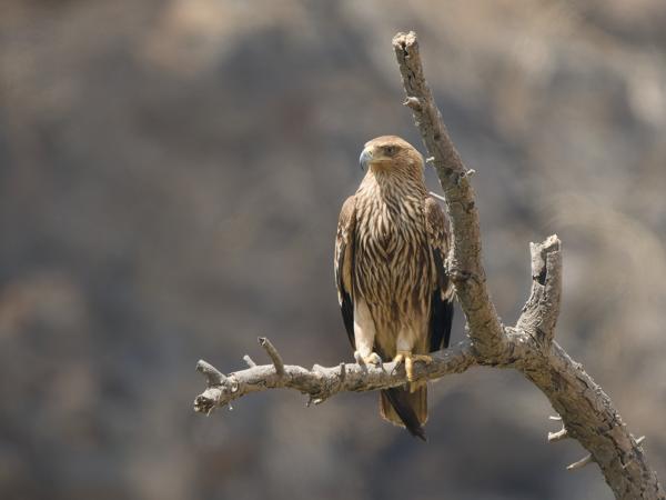 <h3><a href="/trips/oman/biota/animalia/chordata/aves/017 accipitriformes/004 accipitridae/aquila heliaca/aquila heliaca-nl.html">Aquila&nbsp;heliaca</a> / Eastern&nbsp;imperial&nbsp;eagle / Keizerarend</h3>OM-1 Mark II met OLYMPUS M.150-400mm F4.5 TC, 1/2000 sec  bij F5.6, ISO 1250, afstand 53.2&nbsp;m